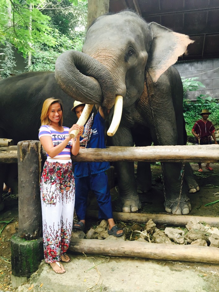 Chiang mai elephant show